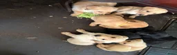 Labrador Retriever dogs for sale: Beautiful litter of mixed puppies  - Advert 28
