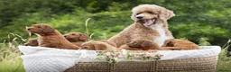 Standard Poodle dogs for sale: Red Standard Poodle Puppies Fully Health Tested - Advert 2