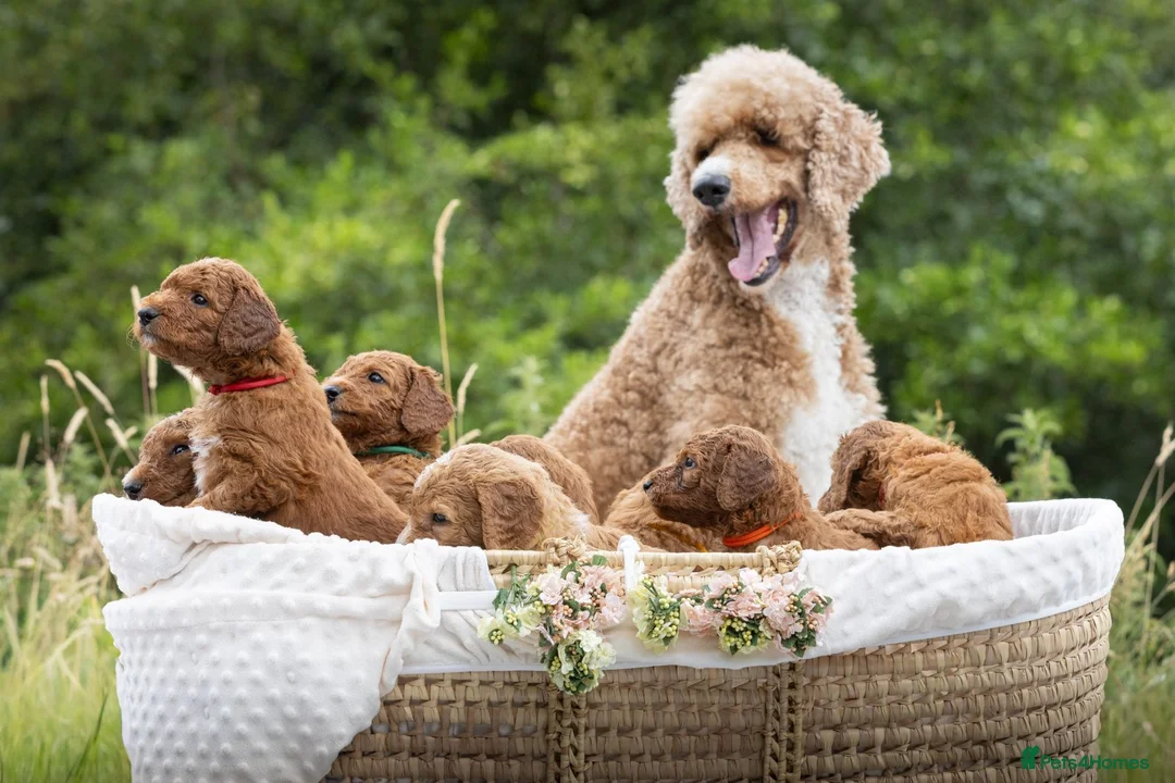 Standard Poodle dogs for sale: Red Standard Poodle Puppies Fully Health Tested - Advert 2