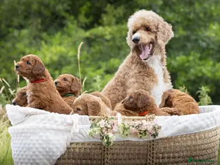 Standard Poodle dogs Red Standard Poodle Puppies Fully Health Tested - Advert 1