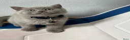 British Shorthair cats for sale: Lilac great British short hair  in Bradford - Advert 4