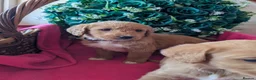 Australian Labradoodle dogs for sale: Stunning Red Australian Labradoodle puppies  - Advert 10