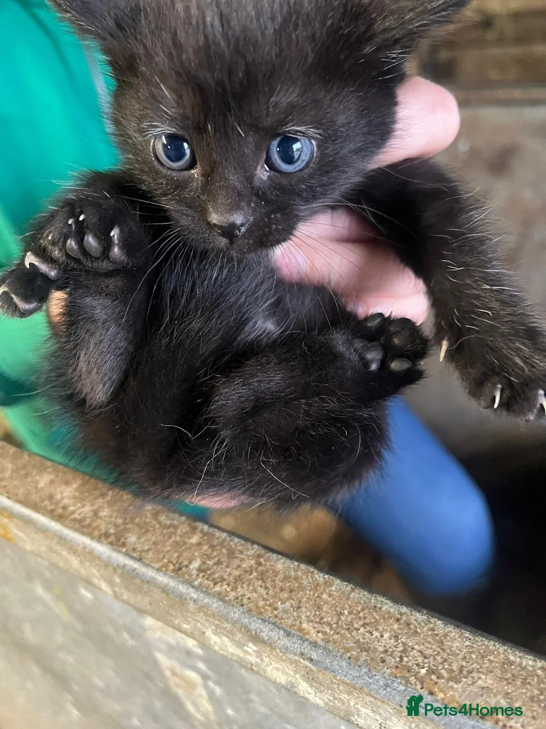 Mixed Breed cats for sale: Kittens for sale  in Craigavon - Advert 2