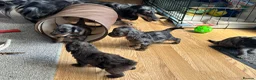 Doxiepoo dogs for sale: Stunning dachshund/poodle pups - Advert 15
