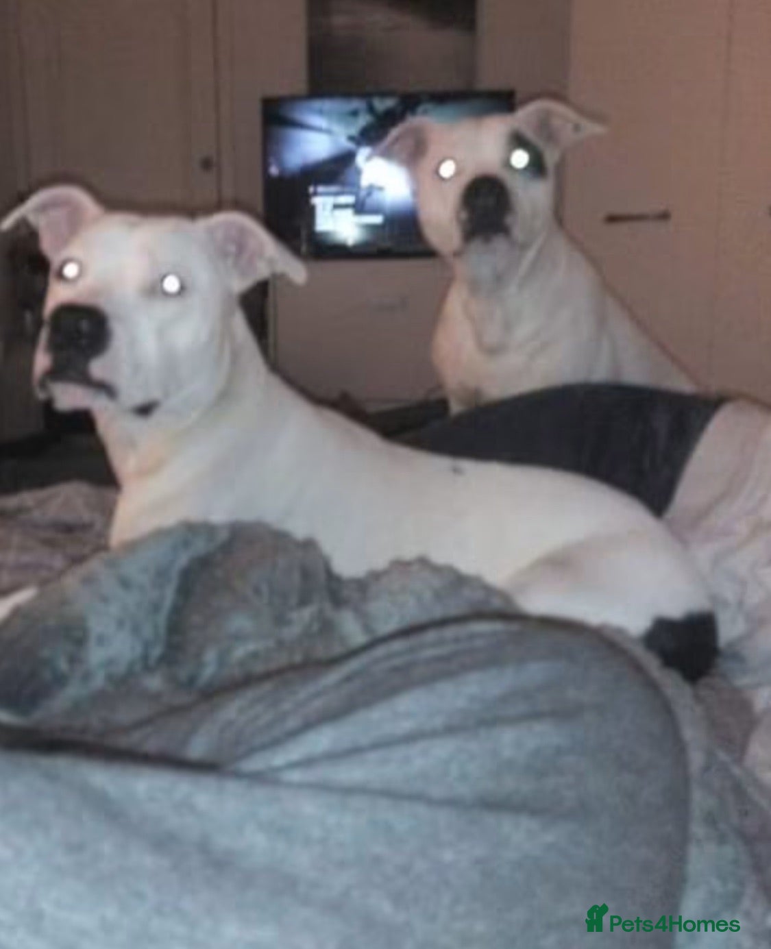 Mixed Breed dogs 2 white boy pups  - Advert 2