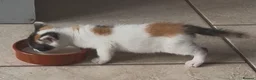 Mixed Breed cats for sale: Stunning calico girl available now - Advert 5