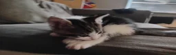 Mixed Breed cats for sale: Girl and boy left  - Advert 4