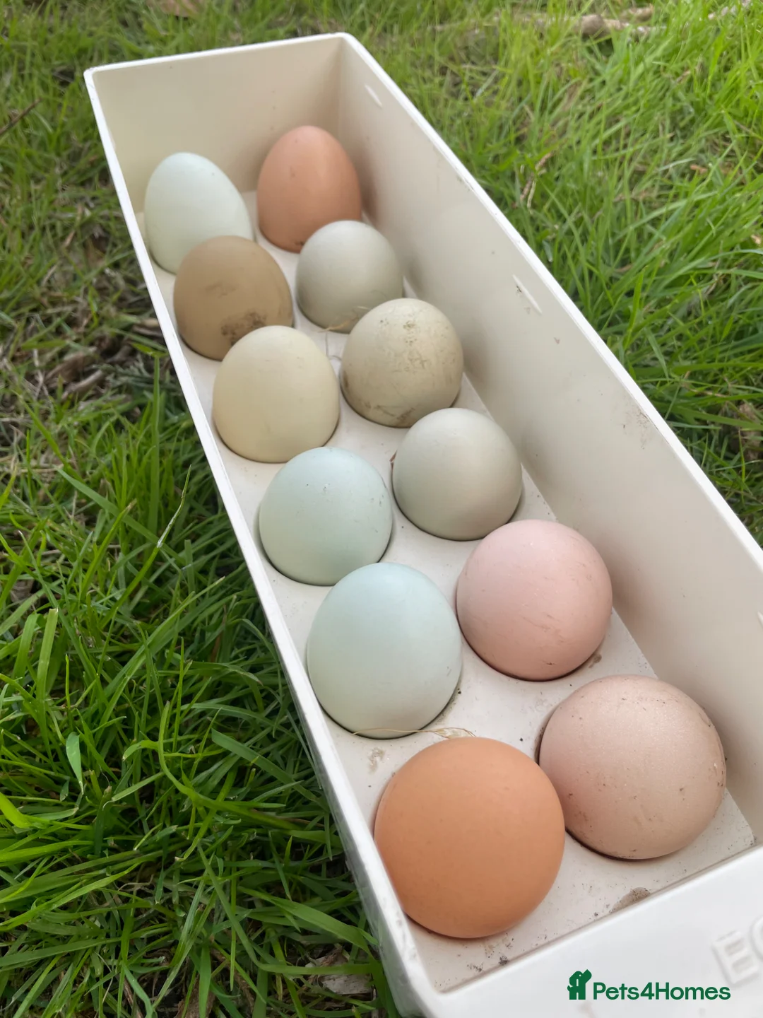 Mixed Breed reptiles for sale: Fertilised chicken 6 eggs - Advert 1