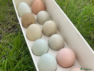 Mixed Breed reptiles Fertilised chicken 6 eggs - Advert 6