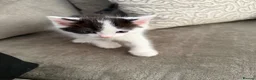 Mixed Breed cats for sale:  half ragdoll kittens for sale 2 male  in Glasgow - Advert 5