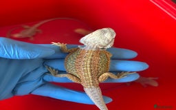 Bearded Dragon reptiles for sale: Baby bearded dragons  - Image 5