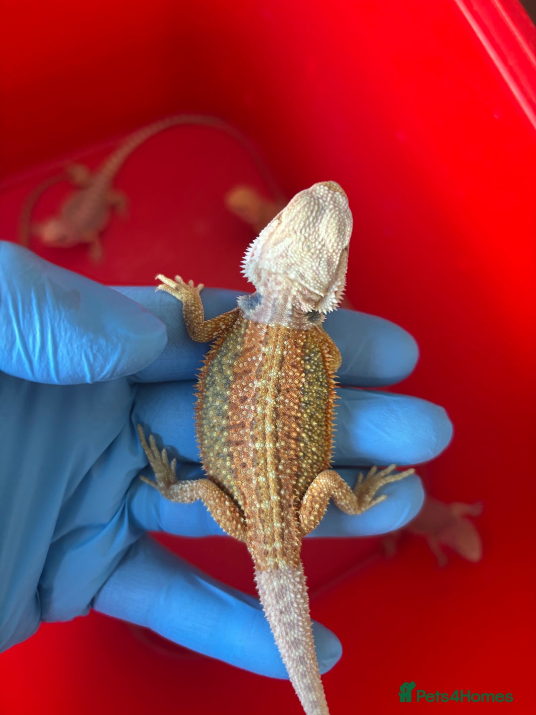 Bearded Dragon reptiles for sale: Baby bearded dragons  - Image 5