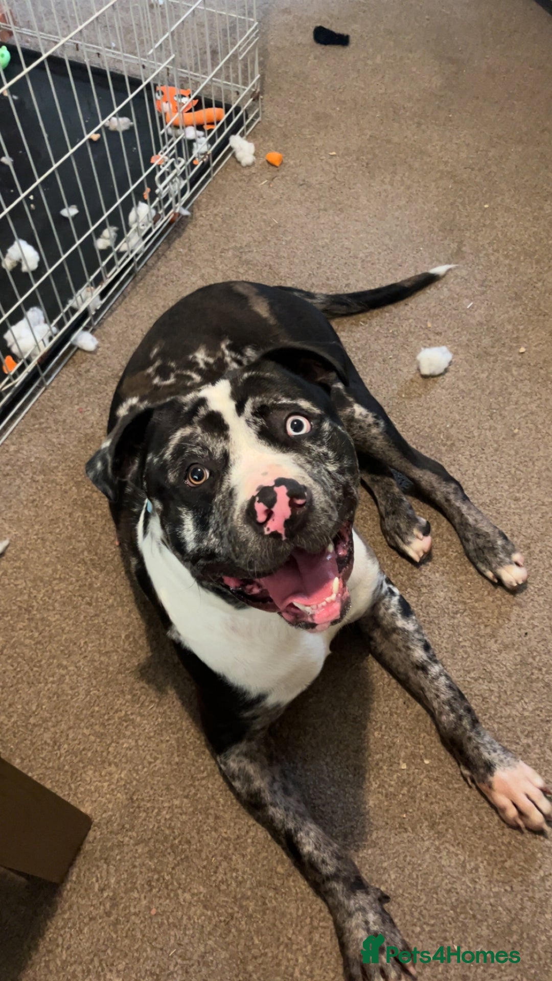 Bullmastiff dogs for stud: Merle bull mastiff cross staff for stud - Image 3