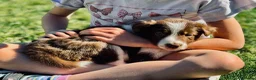 Border Collie dogs for sale: Exceptional Border collie pups  - Advert 2
