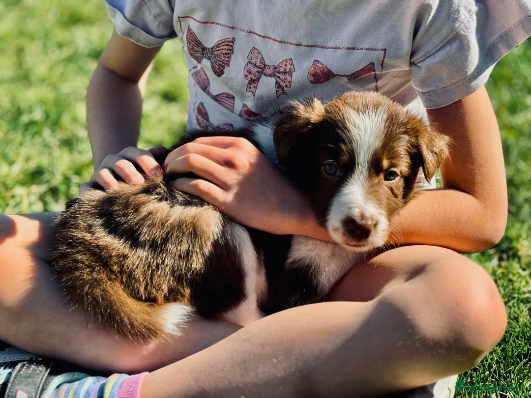 Border Collie dogs for sale: Exceptional Border collie pups  - Advert 2