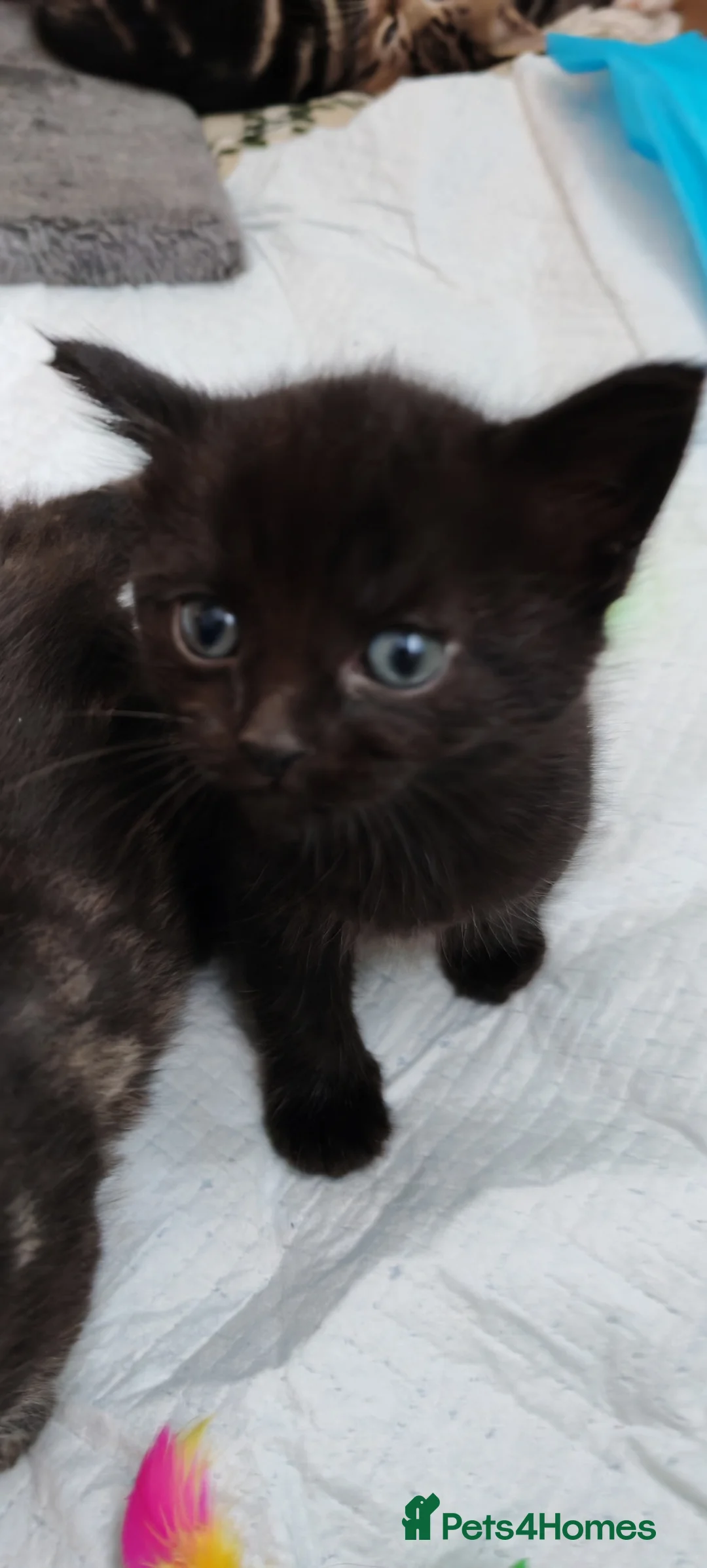 Mixed Breed cats for sale: Beautiful little kittens - Advert 2