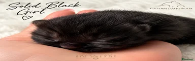 British Shorthair Black girl 3