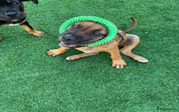 Cane Corso dogs for sale: Cane corso puppy - Image 5
