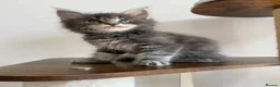 Maine Coon cats for sale: GCCF ACTIVE BLUE SMOKE TABBY MAINE COON BOY  - Advert 6