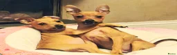Miniature Pinscher dogs for sale: Lovely red boy ready for loving home in Edinburgh - Advert 14