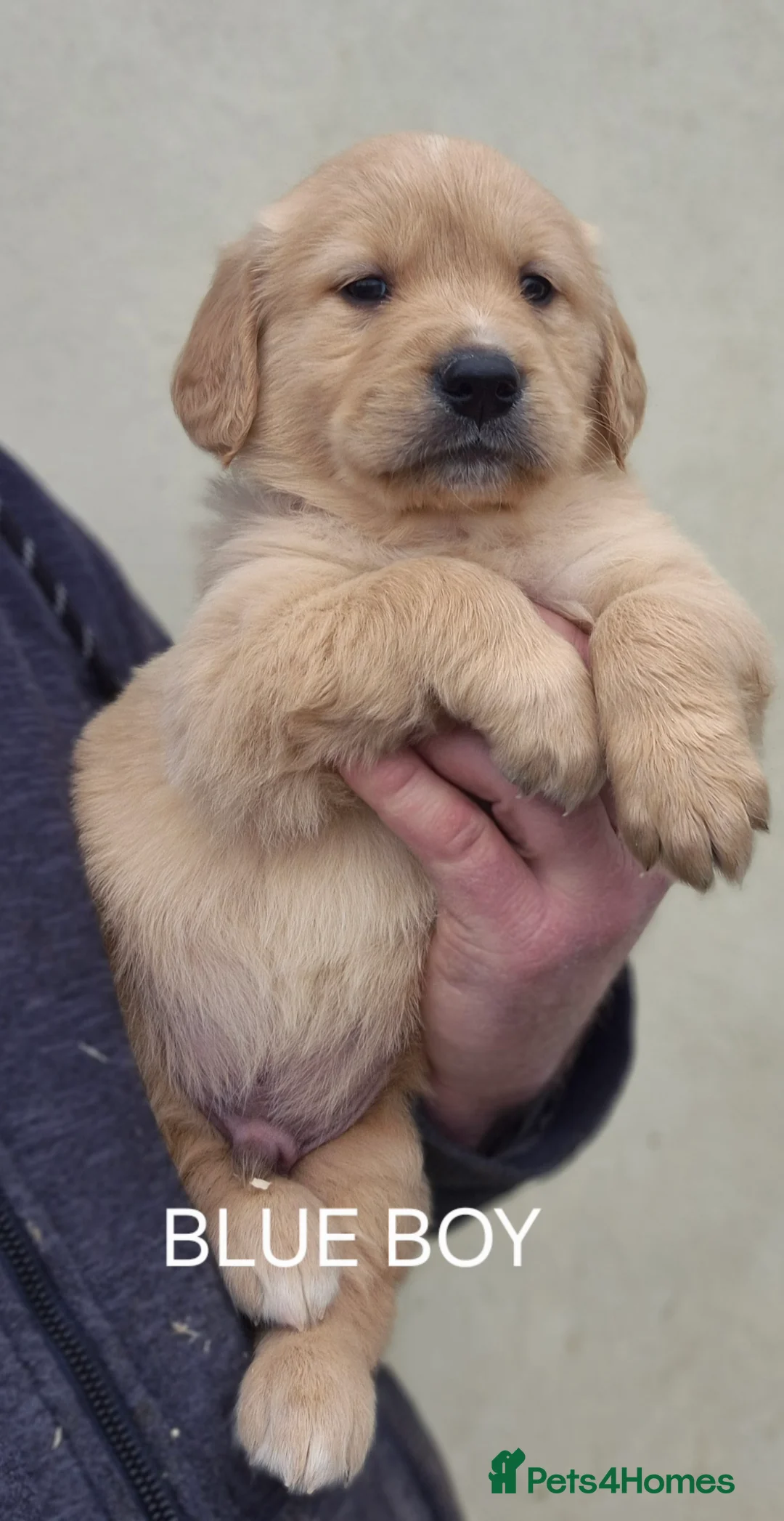 Golden Retriever dogs for sale: KC GOLDEN RETRIEVER PUPPIES HEALTH SCORED PARENTS  - Advert 11