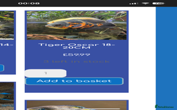 Cichlids fish for sale: 420l tank set up, loads of tropical fish - Image 7