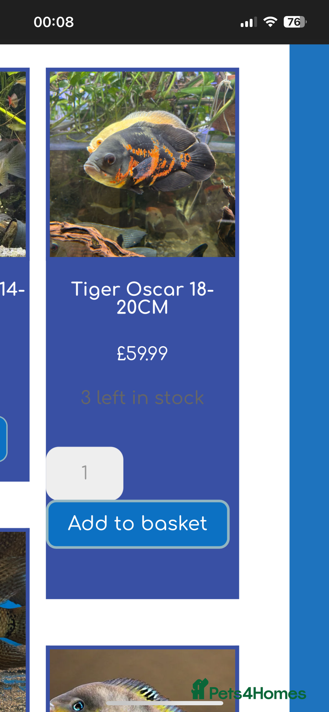 Cichlids fish for sale: 420l tank set up, loads of tropical fish - Image 7