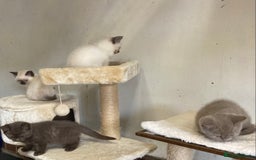 British Shorthair cats for sale: Healthy, happy kittens - Image 3