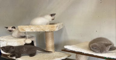 British Shorthair cats - Advert 3