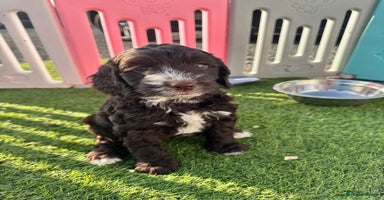 Cockapoo dogs - Advert 4