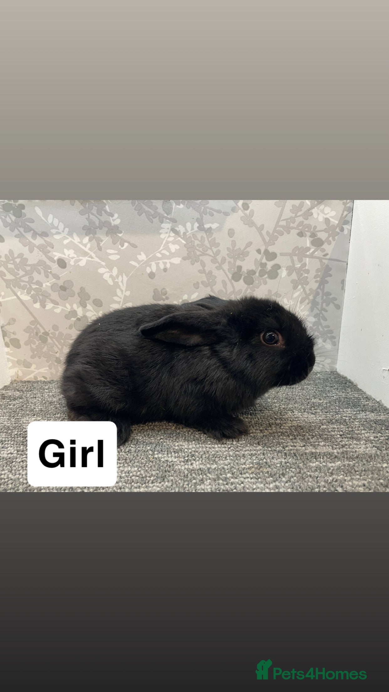 Lionhead rabbits 4 lionhead lops - Advert 16