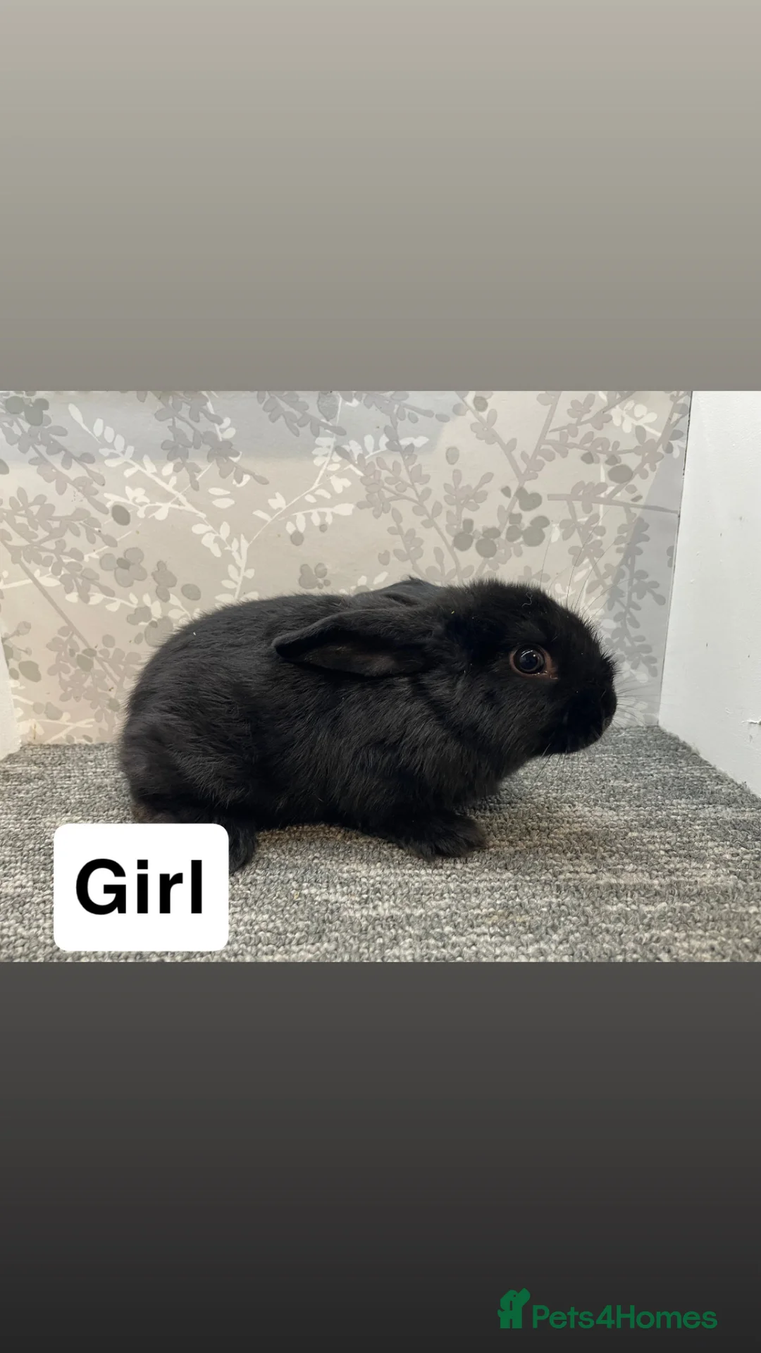 Lionhead rabbits for sale: 4 lionhead lops - Advert 1