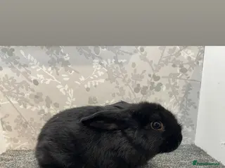 Lionhead rabbits 4 lionhead lops - Advert 16