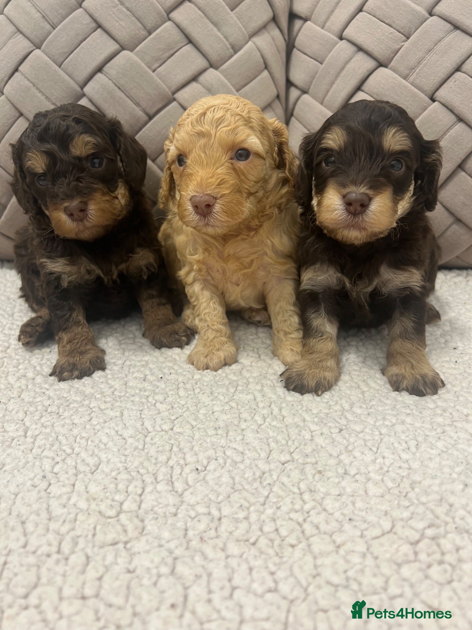 Cockapoo dogs F1b mini cockapoos. Fully health tested  - Advert 1
