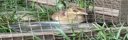 Peafowl poultry for sale: 2 Pea Chicks - Advert 2