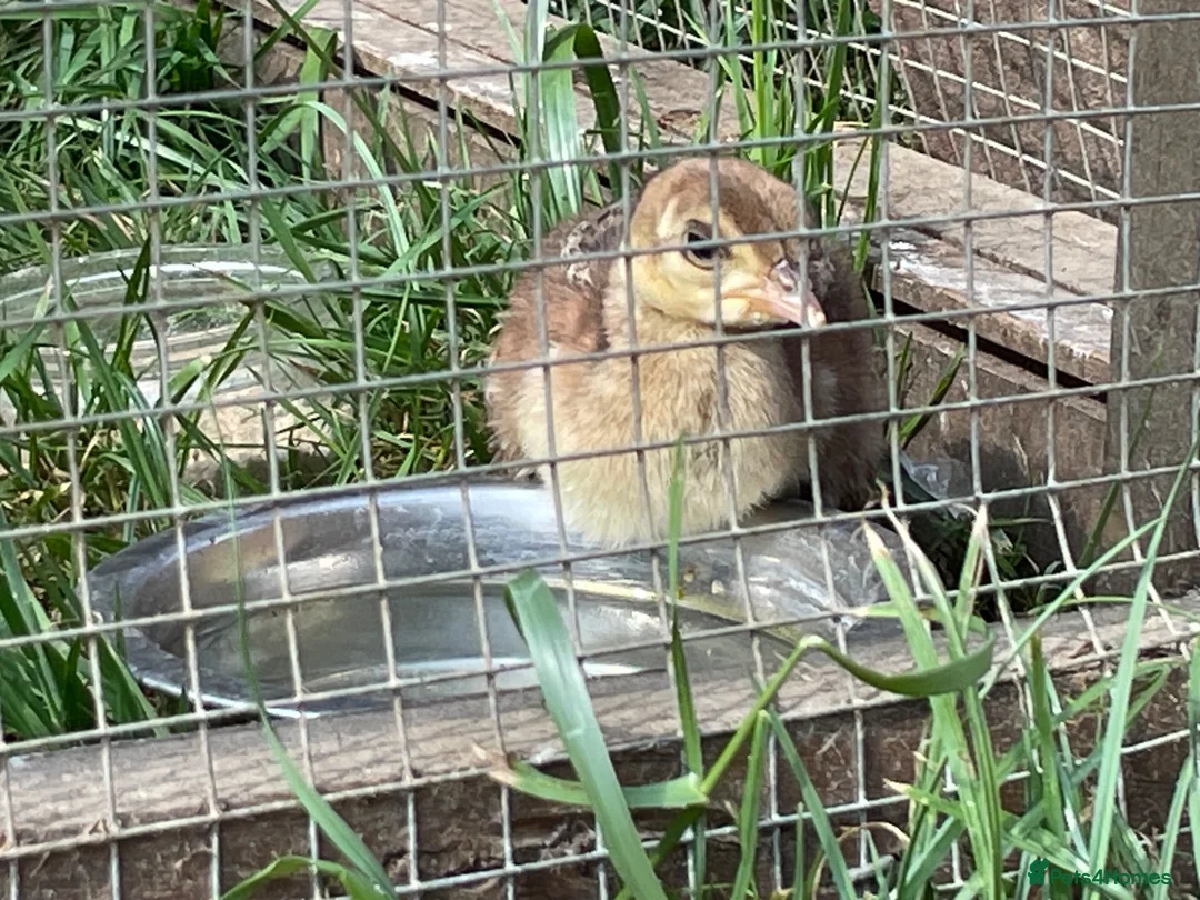 Peafowl poultry for sale: 2 Pea Chicks - Advert 2