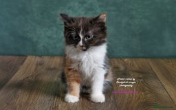 British Longhair cats for sale: ADORABLE DOG AND HOOVER PROOF KITTENS - Image 9