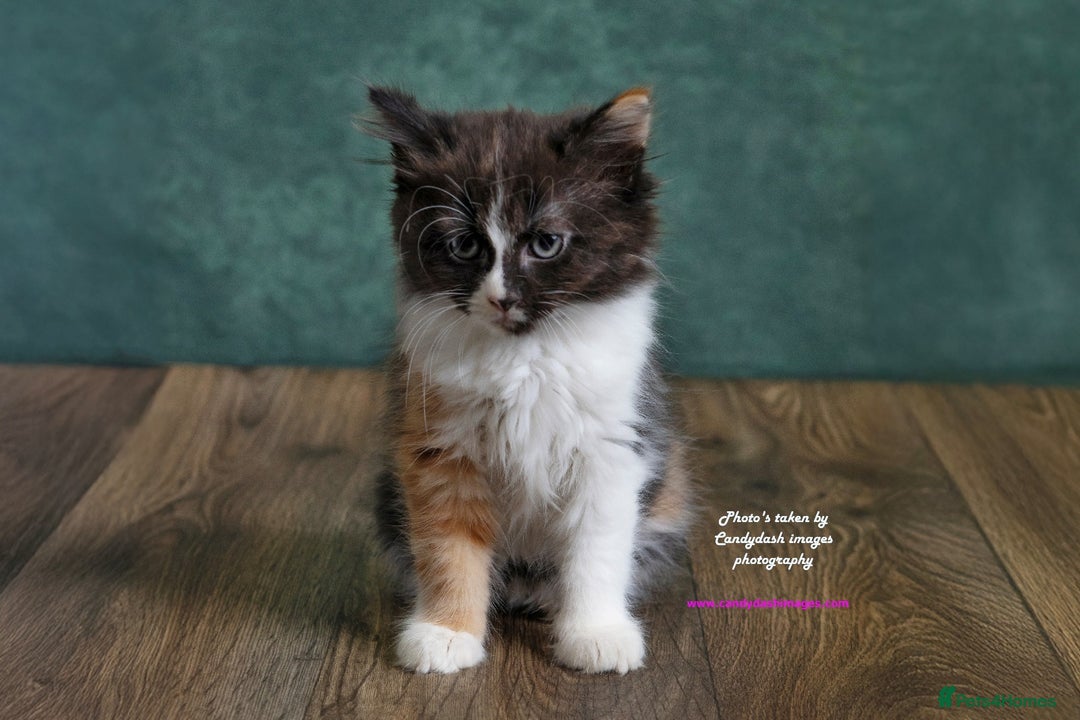 British Longhair cats for sale: ADORABLE DOG AND HOOVER PROOF KITTENS - Image 9