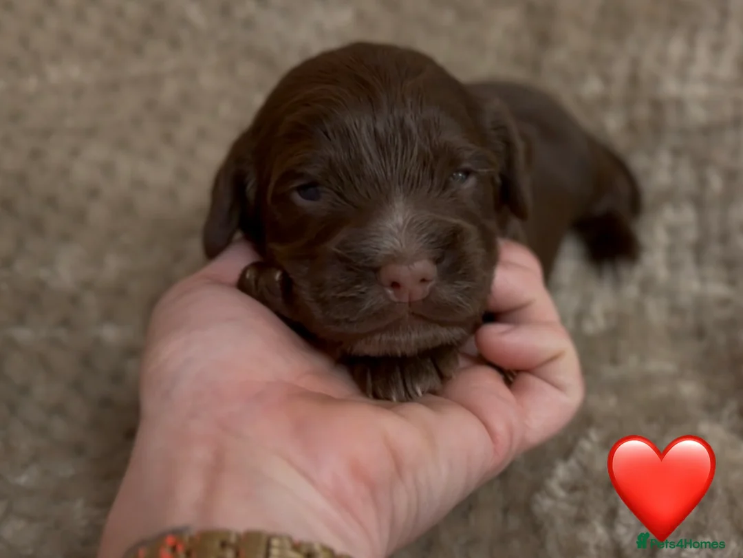 Cocker Spaniel dogs for sale: Stunning cocker spaniel pups - Advert 5