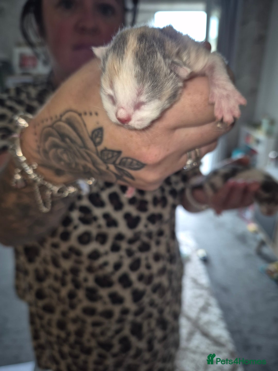 Mixed Breed cats for sale: Beautiful maincoon x bsh - Image 6