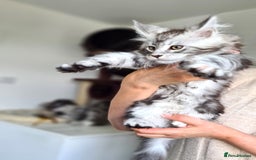Maine Coon cats for sale: PEDIGREE MAINE COON KITTENS 5 BOYS - Image 13