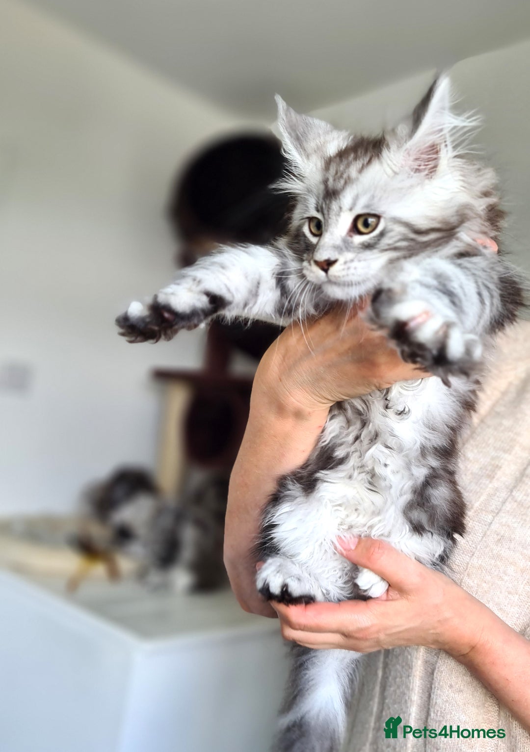 Maine Coon cats for sale: PEDIGREE MAINE COON KITTENS 5 BOYS - Image 13