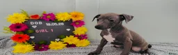 Italian Greyhound dogs for sale: Absolutely stunning Italian greyhounds - Advert 4