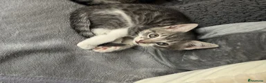 Grey kitten 