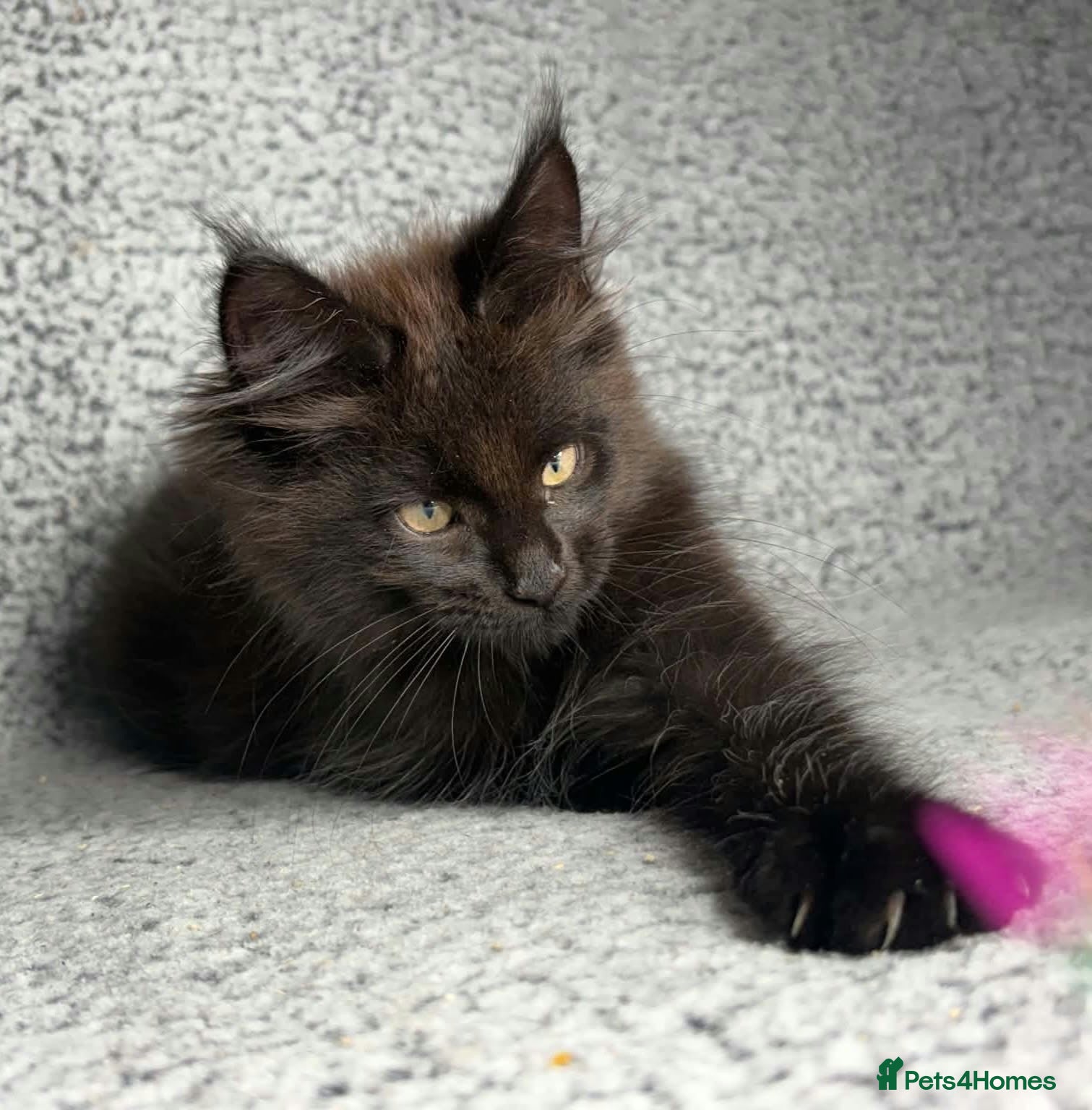 Maine Coon cats GCCF Maine Coon Kittens.  - Advert 12