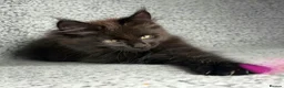 Maine Coon cats for sale: GCCF Maine Coon Kittens.  - Advert 17