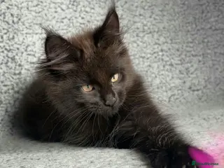 Maine Coon cats GCCF Maine Coon Kittens. - Advert 12