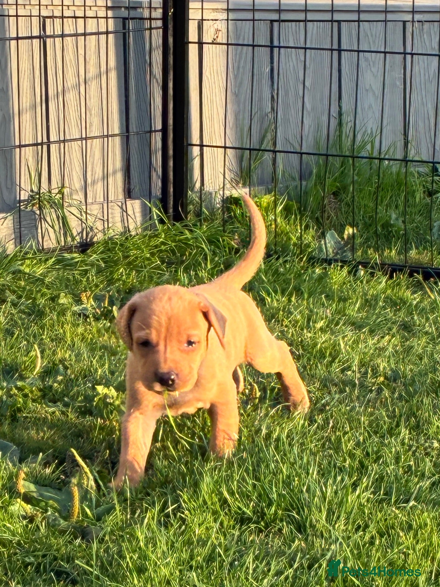 Mixed Breed dogs F1 Labrador x Vizsla Puppies - Advert 2