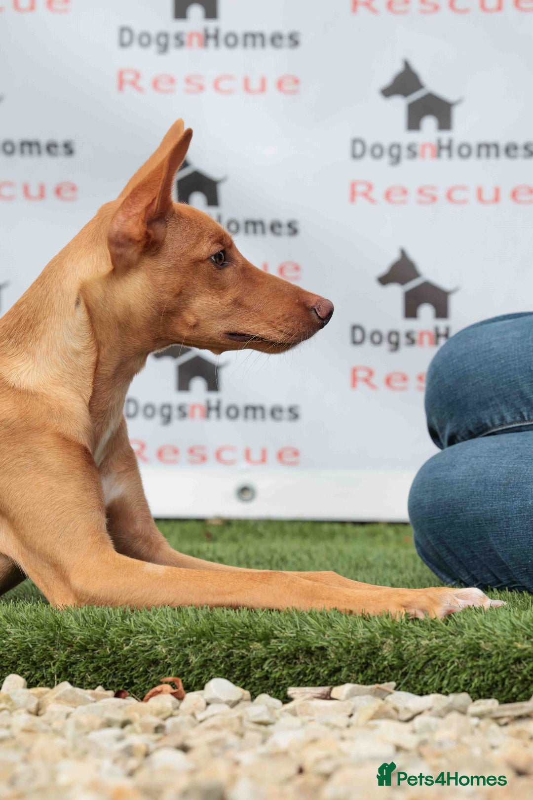 Mixed Breed dogs for adoption: Fabulous Flynn - Image 10