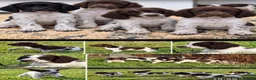 English Springer Spaniel dogs for sale: Stunning KC Reg springer spaniels in South Molton - Advert 11